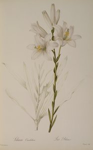 Lilium Candidum, da 
